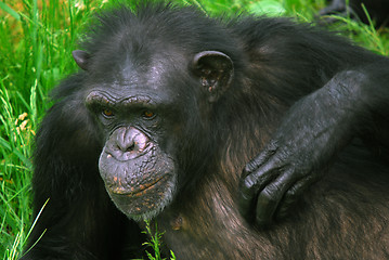 Image showing Common Chimpanzee