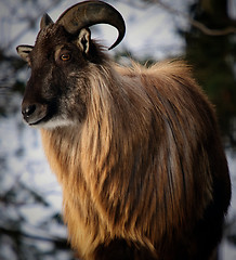 Image showing Himalayan Tahr