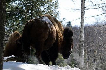 Image showing Bison