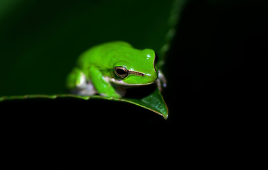 Image showing green tree frog