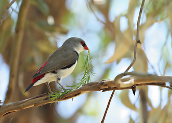 Image showing diamond firetail finch with branch