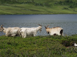 Image showing Goats