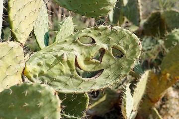 Image showing Smiling face carved in cactus 