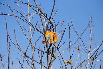 Image showing Last orange leaf on the fig tree in the autumn