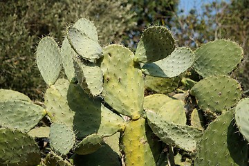 Image showing Bush of tzabar cactus, or prickly pear