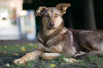 Image showing Sad stray dog 