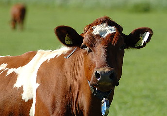 Image showing Norway cow