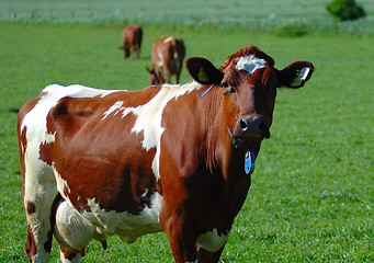 Image showing Norway cow