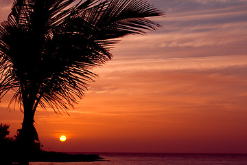 Image showing  orange sunset on tropical island with palm