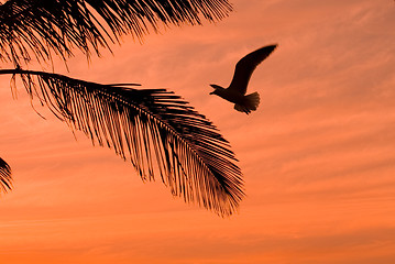 Image showing  orange sunset on tropical island with palm