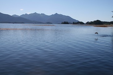 Image showing Alaska Landscape with Salmon Jumping