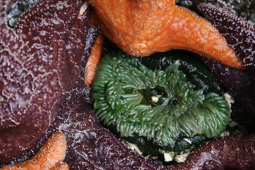 Image showing Sea Anemone Surrounded by Starfish