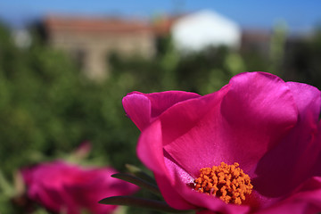 Image showing Flower and country cottage