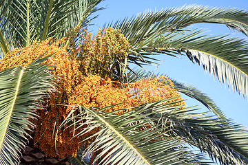 Image showing Fruiting Cretan date palm horizontal