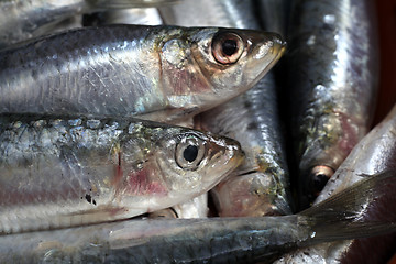 Image showing Fresh Mediterraneaned sardines