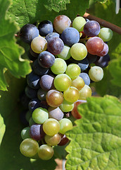 Image showing Grapes ripening on the vine