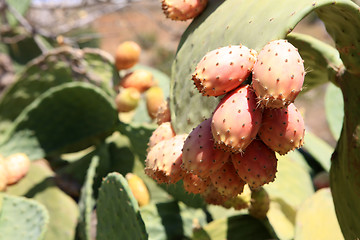 Image showing Opuntia ficusindica prickly pears