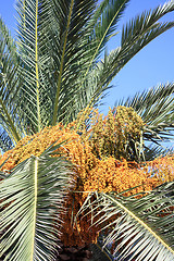 Image showing Cretan date palm fruit