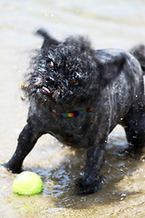 Image showing Dog Ball Water