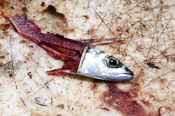 Image showing Fish bait