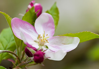 Image showing Apple Blossom