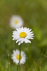 Image showing Daisy