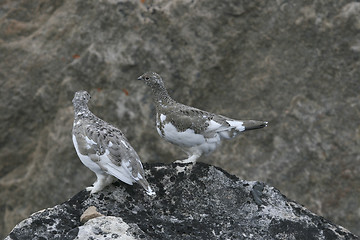 Image showing Ptarmigans (Lagopus mutus)