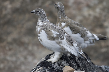 Image showing Ptarmigans (Lagopus mutus)