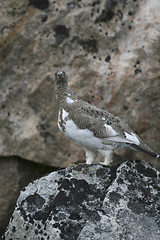 Image showing Ptarmigan (Lagopus mutus)