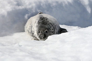 Image showing Grey seal