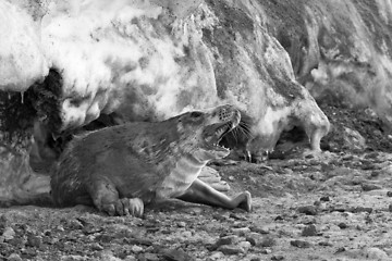 Image showing Grey seal