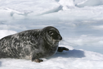 Image showing Grey seal