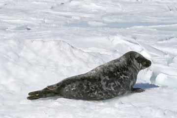 Image showing Grey seal