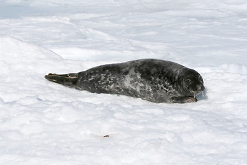 Image showing Grey seal