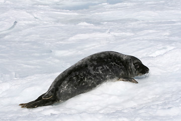 Image showing Grey seal