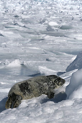 Image showing Grey seal