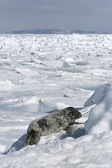 Image showing Grey seal