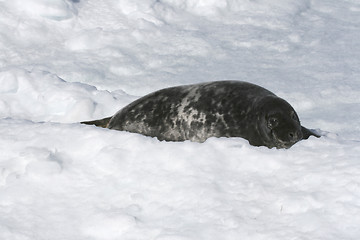 Image showing Grey seal