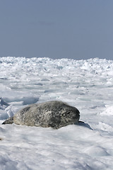 Image showing Grey seal