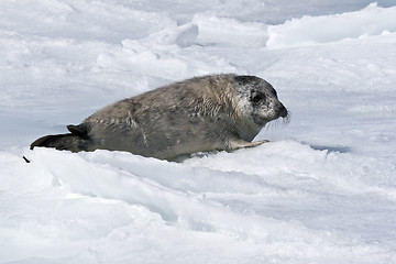 Image showing Grey seal