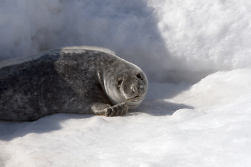 Image showing Grey seal