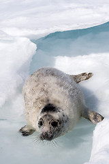 Image showing Grey seal