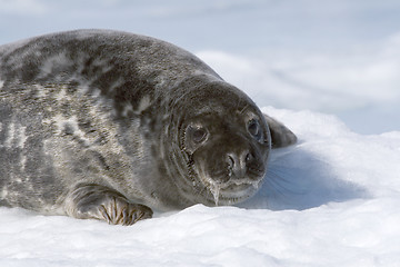 Image showing Grey seal