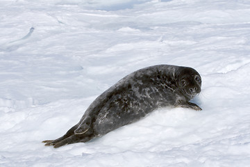 Image showing Grey seal