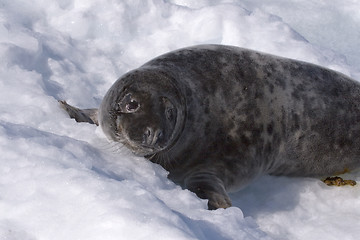 Image showing Grey seal