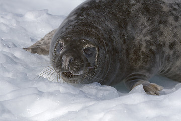 Image showing Grey seal