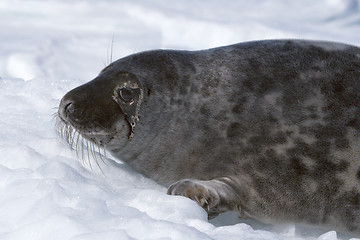 Image showing Grey seal