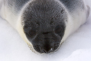 Image showing Hooded seal pup