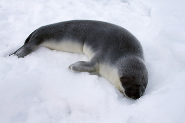 Image showing Hooded seal pup