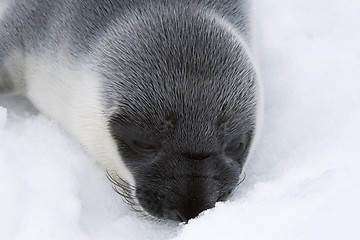 Image showing Hooded seal pup